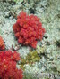 scuba diving photo