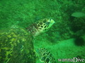 scuba diving photo