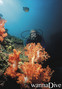 scuba diving photo