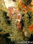 scuba diving photo