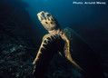 scuba diving photo