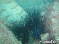 scuba diving photo