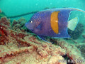scuba diving photo