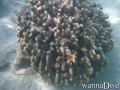 scuba diving photo