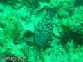 scuba diving photo