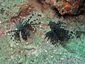 scuba diving photo