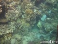 scuba diving photo