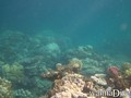 scuba diving photo