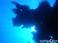 scuba diving photo