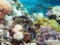 scuba diving photo