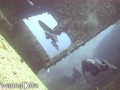 scuba diving photo