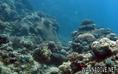 scuba diving photo