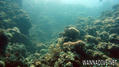 scuba diving photo