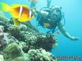 scuba diving photo