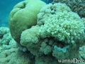 scuba diving photo