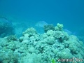 scuba diving photo