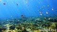 scuba diving photo