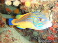 scuba diving photo
