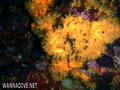 scuba diving photo