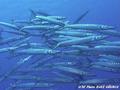scuba diving photo