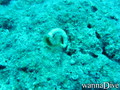 scuba diving photo