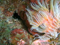 scuba diving photo