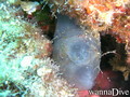 scuba diving photo
