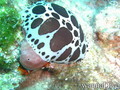 scuba diving photo