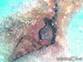 scuba diving photo