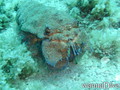 scuba diving photo