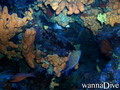 scuba diving photo