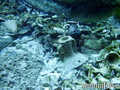 scuba diving photo