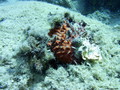 scuba diving photo