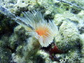 scuba diving photo