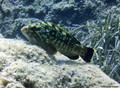 scuba diving photo