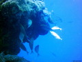 scuba diving photo