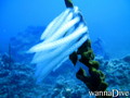 scuba diving photo