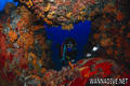 scuba diving photo