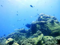 scuba diving photo