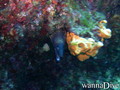 scuba diving photo