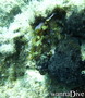 scuba diving photo