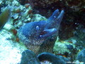 scuba diving photo