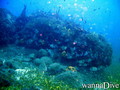 scuba diving photo