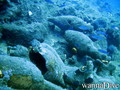 scuba diving photo