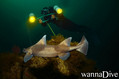 scuba diving photo