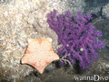scuba diving photo