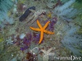 scuba diving photo