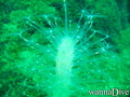 scuba diving photo