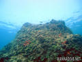 scuba diving photo
