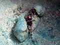 scuba diving photo
